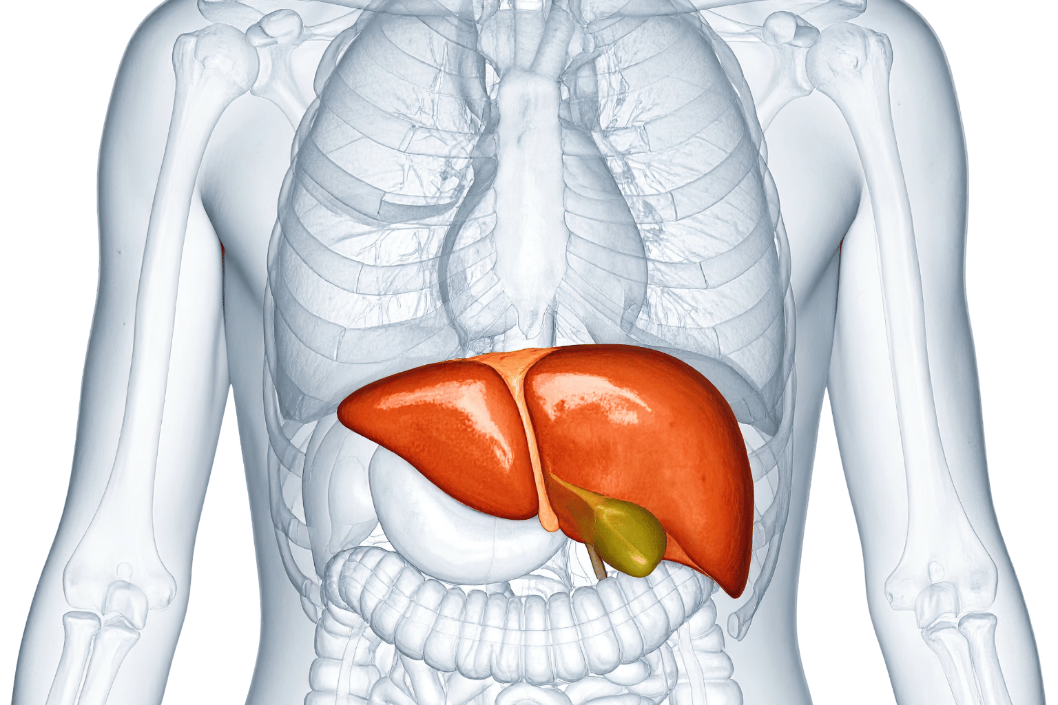 ema bola. Nema temperature. Nema vidljivih znakova. A polako, godinama, uništava jedan od najvažnijih organa u vašem telu.  Govorimo o masnoj jetri — i prema podacima lekara, u Srbiji je ima otprilike svaki treći odrasli čovek. Većina njih to ne zna.   Šta je uopšte masna jetra? Jetra je organ koji filtrira sve što unesete u telo — hranu, alkohol, lekove, toksine. Kada je zdrava, radi taj posao tiho i efikasno. Kada se u njoj nakupi previše masnoće — počinje problem.  Masna jetra, medicinski poznata kao steatoza jetre, postoji u dva oblika. Alkoholna — uzrokovana prekomernim pijenjem. I nealkoholna — i tu je iznenađenje — koja se razvija čak i kod ljudi koji uopšte ne piju alkohol.  Nealkoholna masna jetra je danas epidemija u celom svetu, a Srbija nije izuzetak.